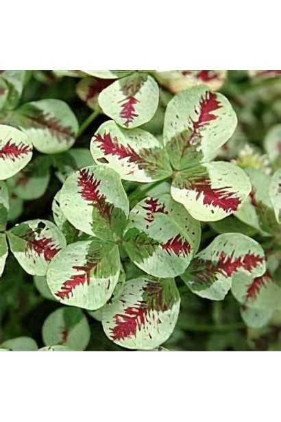 Trifolium repens `Dragon`s Blood`
